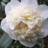 Fifth Avenue White Camellia Japonica - 1 Gallon Pot -FruitTree Store Camellia Fifth Avenue