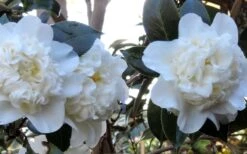 Fifth Avenue White Camellia Japonica - 1 Gallon Pot 11 Fifth Avenue White Camellia Japonica - 1 Gallon Pot -FruitTree Store Camellia Fifth Avenue 21