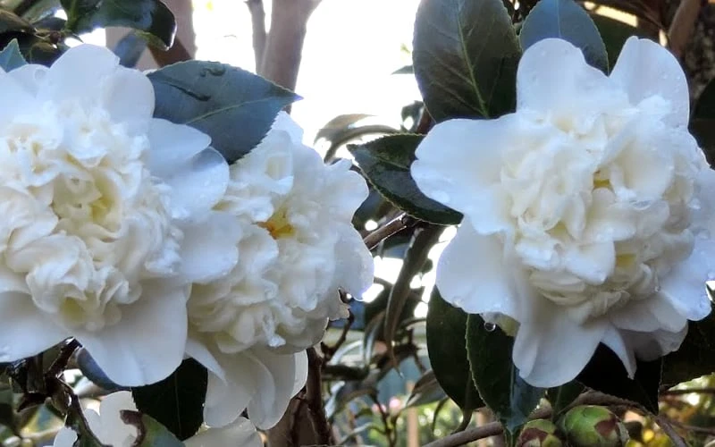 Fifth Avenue White Camellia Japonica - 1 Gallon Pot 7 Fifth Avenue White Camellia Japonica - 1 Gallon Pot - Image 5