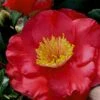 Gunsmoke Camellia Japonica - 3 Gallon Pot