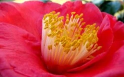 Gunsmoke Camellia Japonica - 3 Gallon Pot 9 Gunsmoke Camellia Japonica - 3 Gallon Pot -FruitTree Store Camellia Gunsmoke Closeup Flower 3