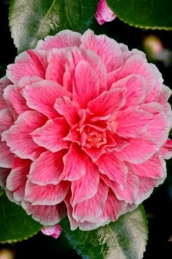 Brilliant Gem Fragrant Camellia Japonica - Herme - 3 Gallon Pot 13 Brilliant Gem Fragrant Camellia Japonica - Herme - 3 Gallon Pot -FruitTree Store Camellia Hermes 6