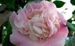 High Fragrance Camellia TREE FORM - 3 Gallon Pot -FruitTree Store Camellia High Fragrance 5