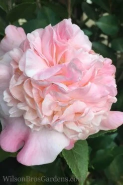 High Fragrance Camellia TREE FORM - 3 Gallon Pot -FruitTree Store Camellia High Fragrance 500x750 1