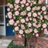 High Fragrance Camellia TREE FORM - 3 Gallon Pot -FruitTree Store Camellia High Fragrance Tree 2