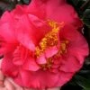 Kramers Supreme Red Double Camellia Japonica - 2 Gallon Pot 1 Kramers Supreme Red Double Camellia Japonica - 2 Gallon Pot -FruitTree Store Camellia Kramers Supreme 11