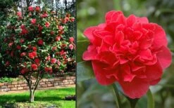 Kramers Supreme Red Double Camellia Japonica - 2 Gallon Pot 11 Kramers Supreme Red Double Camellia Japonica - 2 Gallon Pot -FruitTree Store Camellia Kramers Supreme 2