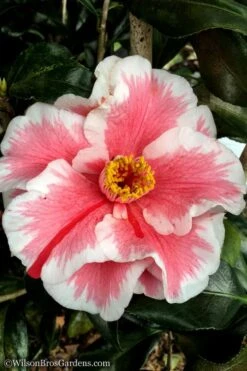 Lady Vansittart Multicolor Camellia Japonica - 6 Pack Of 1 Gallon Pots -FruitTree Store Camellia Lady Vansittart 12 3