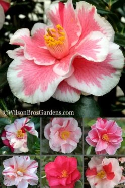Lady Vansittart Multicolor Camellia Japonica - 2 Gallon Pot 15 Lady Vansittart Multicolor Camellia Japonica - 2 Gallon Pot -FruitTree Store Camellia Lady Vansittart 500x750 2