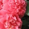 Maidens Of Great Promise Camellia - Japonica - 3 Gallon Pot -FruitTree Store Camellia Maiden Of Great Promise 1