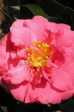 Maidens Of Great Promise Camellia - Japonica - 3 Gallon Pot -FruitTree Store Camellia Maidens Of Great Promise 10