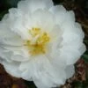 Mine No Yuki Camellia Sasanqua - 1 Gallon Pot -FruitTree Store Camellia Mine No Yuki 20