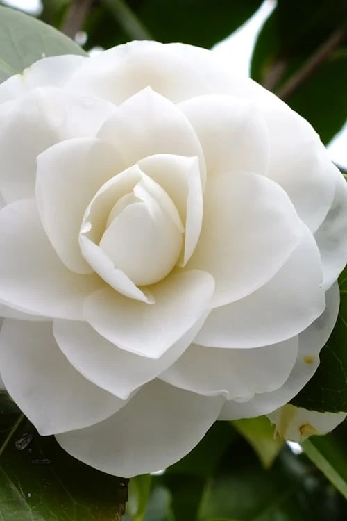 Morning Glow Camellia Japonica - 1 Gallon Pot 3 Morning Glow Camellia Japonica - 1 Gallon Pot