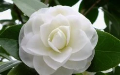 Morning Glow Camellia Japonica - 3 Gallon Pot 10 Morning Glow Camellia Japonica - 3 Gallon Pot -FruitTree Store Camellia Morning Glow 800x500 1