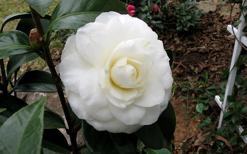 Morning Glow Camellia Japonica - 3 Gallon Pot 7 Morning Glow Camellia Japonica - 3 Gallon Pot - Image 5