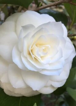 Nuccio's Gem Camellia Japonica - 3 Gallon Pot 11 Nuccio's Gem Camellia Japonica - 3 Gallon Pot -FruitTree Store Camellia Nuccios Gem 1