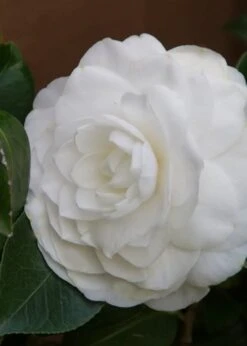 Nuccio's Gem Camellia Japonica - 3 Gallon Pot 13 Nuccio's Gem Camellia Japonica - 3 Gallon Pot -FruitTree Store Camellia Nuccios Gem 3