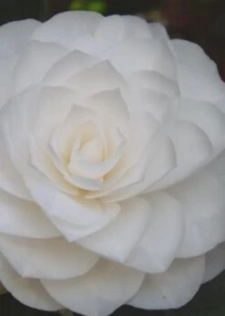 Nuccio's Gem Camellia Japonica - 3 Gallon Pot 12 Nuccio's Gem Camellia Japonica - 3 Gallon Pot -FruitTree Store Camellia Nuccios Gem 6