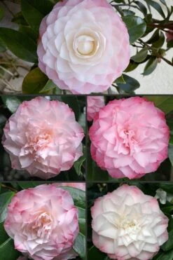 Nuccio's Pearl Camellia Japonica - 3 Gallon Pot -FruitTree Store Camellia Nuccios Pearl 1