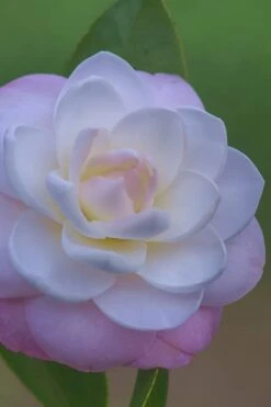 October Affair Camellia Japonica - 1 Gallon Pot 12 October Affair Camellia Japonica - 1 Gallon Pot -FruitTree Store Camellia October Affair 6