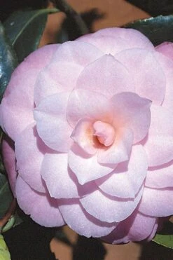 October Affair Camellia Japonica - 1 Gallon Pot 13 October Affair Camellia Japonica - 1 Gallon Pot -FruitTree Store Camellia October Affair 8