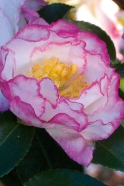 October Magic Inspiration Camellia - 2 Gallon Pot -FruitTree Store Camellia October Inspiration
