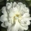 October Magic Ivory Camellia - 2 Gallon Pot -FruitTree Store Camellia October Magic Ivory 500x750 1