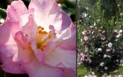 October Magic Orchid Camellia - 2 Gallon Pot -FruitTree Store Camellia October Magic Orchid Flowers 2