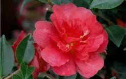 October Magic Rose Camellia - 2 Gallon Pot -FruitTree Store Camellia October Magic Rose Closeup Flower 2 1
