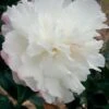October Magic Snow Camellia - 2.5 Quart Pot -FruitTree Store Camellia October Magic Snow 5