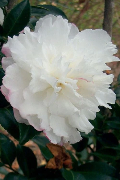 October Magic Snow Camellia - 2.5 Quart Pot 3 October Magic Snow Camellia - 2.5 Quart Pot