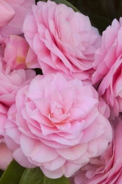 Pearl Maxwell Camellia Japonica - 1 Gallon Pot -FruitTree Store Camellia Pearl Maxwell 10