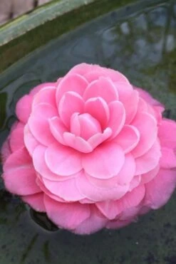 Pearl Maxwell Camellia Japonica - 1 Gallon Pot -FruitTree Store Camellia Pearl Maxwell 5