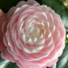 Pink Perfection Camellia Japonica - 6 Pack Of 1 Gallon Pots 1 Pink Perfection Camellia Japonica - 6 Pack Of 1 Gallon Pots -FruitTree Store Camellia Pink Perfection 26 2