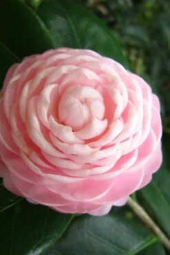 Pink Perfection Camellia Japonica - 6 Pack Of 1 Gallon Pots -FruitTree Store Camellia Pink Perfection 27 2