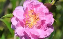 Pink Stella Camellia Sasanqua - 2 Gallon Pot 9 Pink Stella Camellia Sasanqua - 2 Gallon Pot -FruitTree Store Camellia Pink Stella