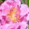 Pink Stella Camellia Sasanqua - 2 Gallon Pot -FruitTree Store Camellia Pink Stella 500x750 1