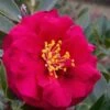 Reverend Ida Red ShiShi Gashira Dwarf Camellia Sasanqua - 3 Gallon Pot 2 Reverend Ida Red ShiShi Gashira Dwarf Camellia Sasanqua - 3 Gallon Pot -FruitTree Store Camellia Reverend Ida 1