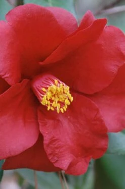 Royal Velvet Red Camellia Japonica - 3 Gallon Pot 11 Royal Velvet Red Camellia Japonica - 3 Gallon Pot -FruitTree Store Camellia Royal Velvet 2