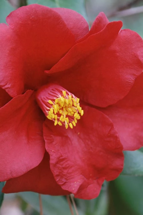 Royal Velvet Red Camellia Japonica - 3 Gallon Pot 7 Royal Velvet Red Camellia Japonica - 3 Gallon Pot - Image 5