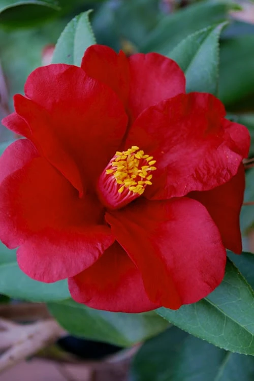 Royal Velvet Red Camellia Japonica - 3 Gallon Pot 3 Royal Velvet Red Camellia Japonica - 3 Gallon Pot
