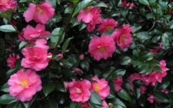 Shishi Gashira Dwarf Camellia Sasanqua - 2.5 Quart Pot -FruitTree Store Camellia Shishi Gashira 24 1