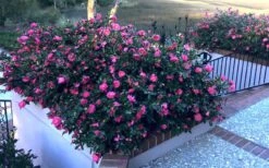 Shishi Gashira Dwarf Camellia Sasanqua - 3 Gallon Pot -FruitTree Store Camellia Shishi Gashira 33