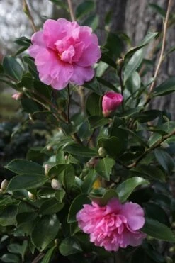 Showa No Sakae Dwarf Camellia Sasanqua - 3 Gallon Pot -FruitTree Store Camellia Showa No Sakae 12