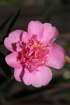 Showa No Sakae Dwarf Camellia Sasanqua - 3 Gallon Pot -FruitTree Store Camellia Showa No Sakae 13