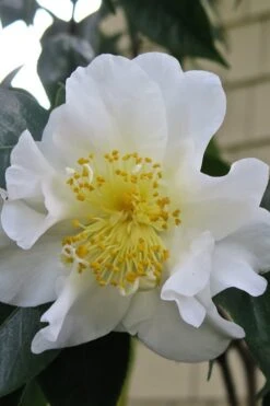 Silver Waves Camellia Japonica - 3 Gallon Pot -FruitTree Store Camellia Silver Waves 6