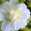 Snow Flurry Cold Hardy Camellia Hybrid - 1 Gallon Pot -FruitTree Store Camellia Snow Flurry 1