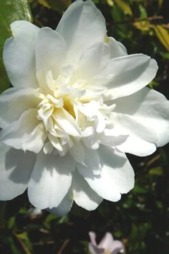 Snow Flurry Cold Hardy Camellia Hybrid - 1 Gallon Pot -FruitTree Store Camellia Snow Flurry 2