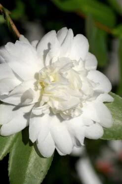 Snow Flurry Cold Hardy Camellia Hybrid - 1 Gallon Pot -FruitTree Store Camellia Snow Flurry 8