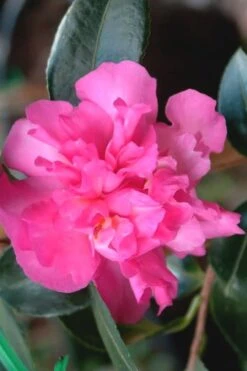 Sparkling Burgundy Camellia Sasanqua - 3 Gallon Pot -FruitTree Store Camellia Sparkling Burgundy 21